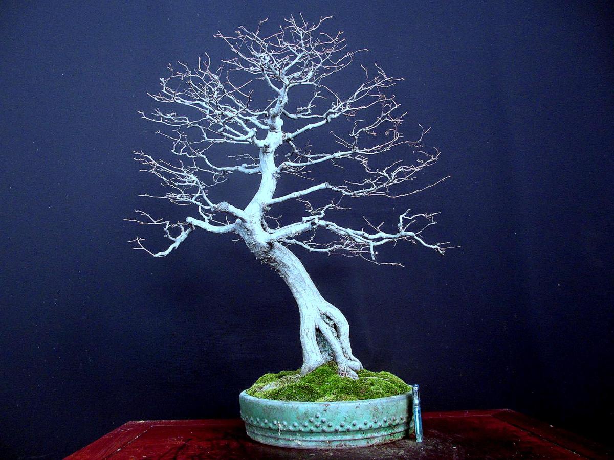 福助　岩四手／イワシデ　樹高６５㎝　石付き　模様　小葉　中品素材　９Ｂ１８３９４