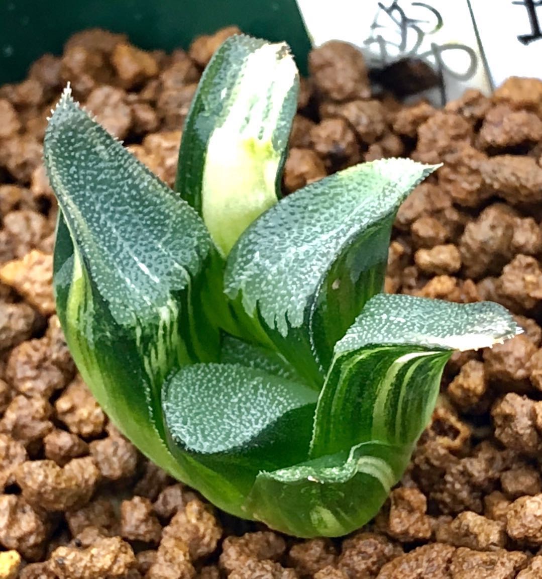 ハオルチア 多肉植物 極上斑 コレクタ錦 観葉植物 ≧∇≦）多肉植物