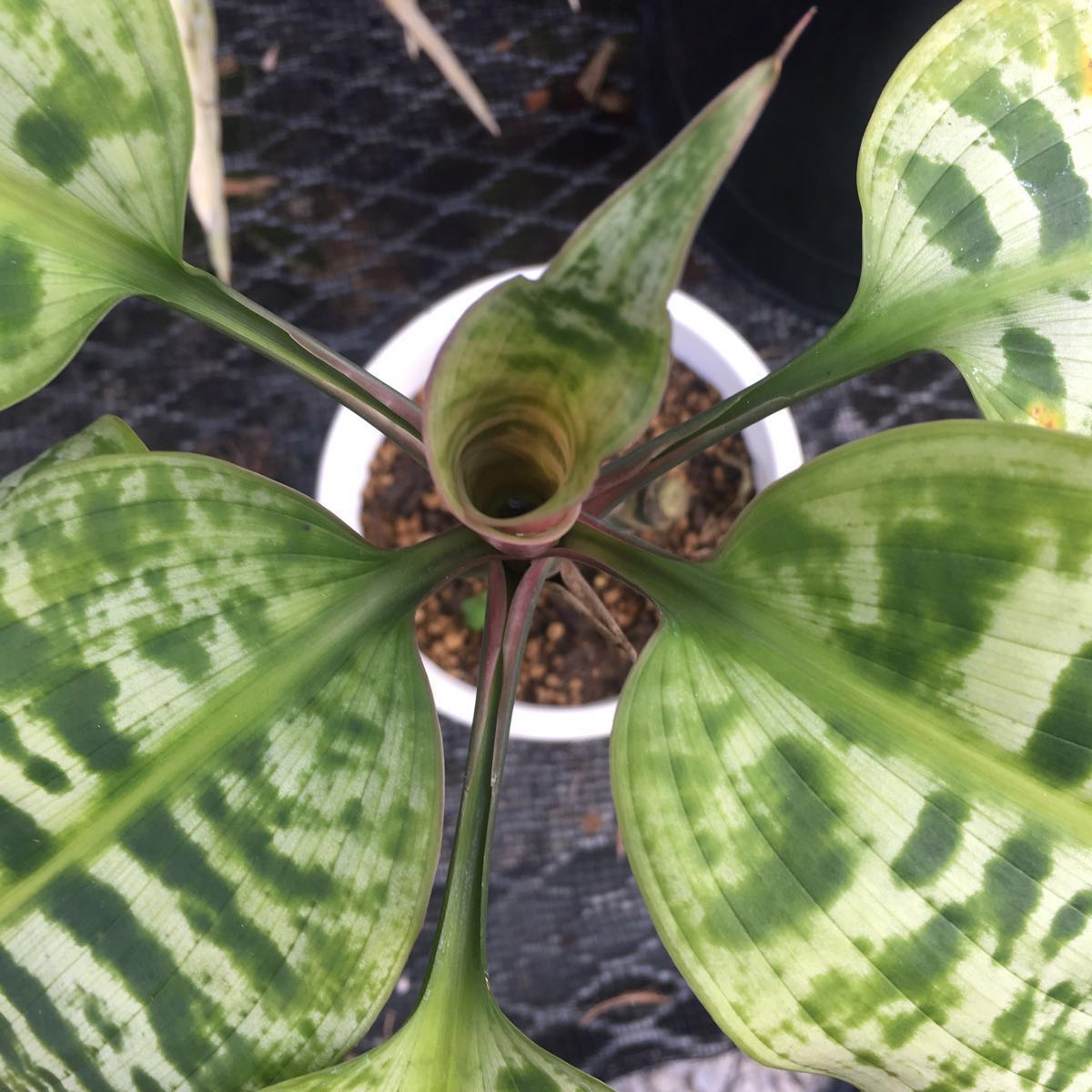Dracaena goldieana☆ドラセナ 100%新品,高品質 [Pof Dracaena goldieana☆ドラセナ 100%新品,高品質 [Pof