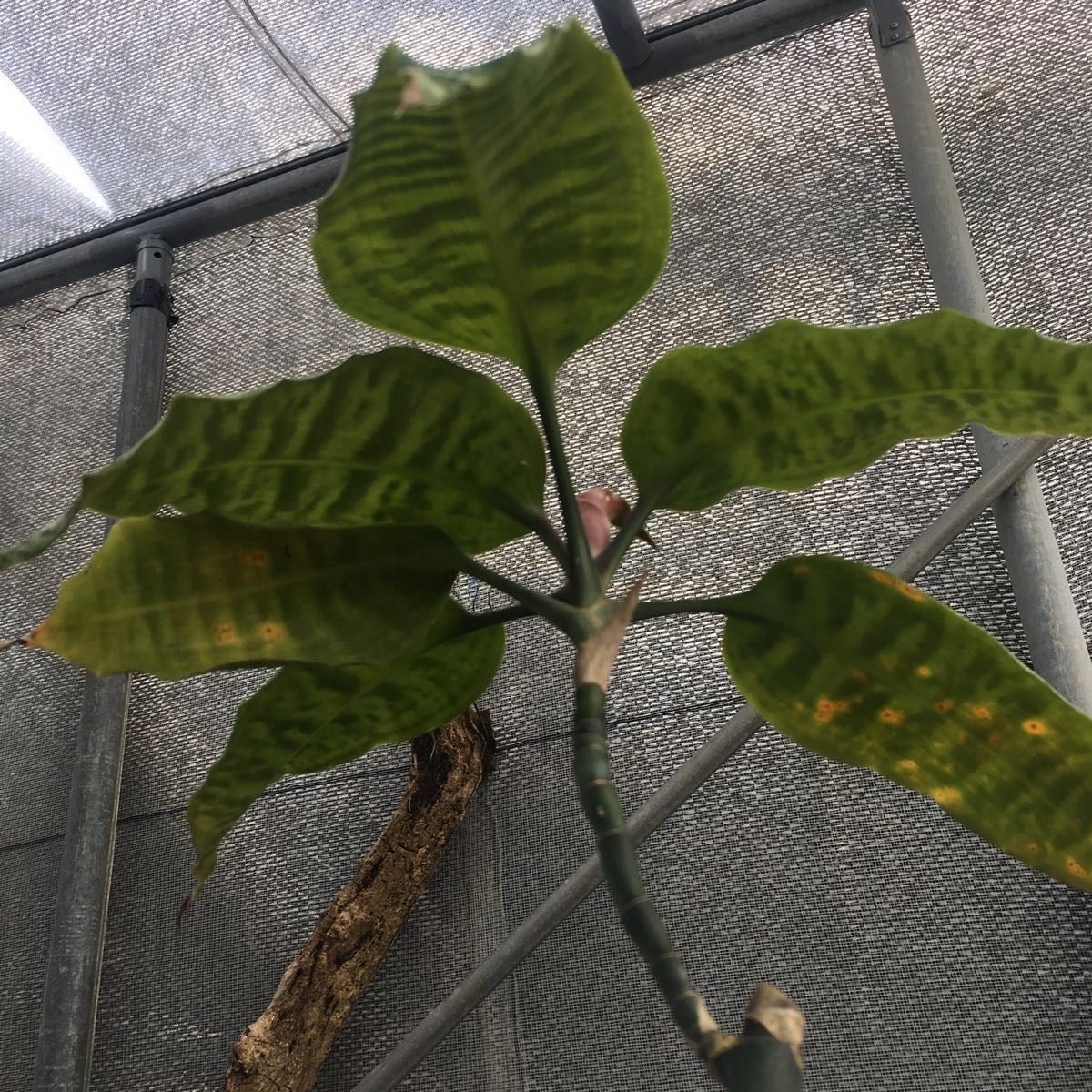 Dracaena goldieana☆ドラセナ 100%新品,高品質 [Pof Dracaena goldieana☆ドラセナ 100%新品,高品質 [Pof