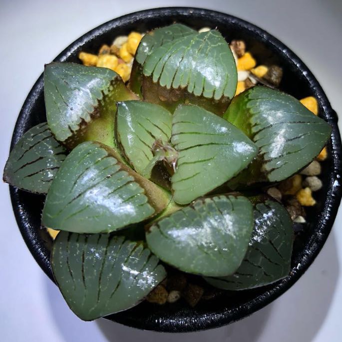 サボテン 多肉植物 ハオルチア トロピカルナイト