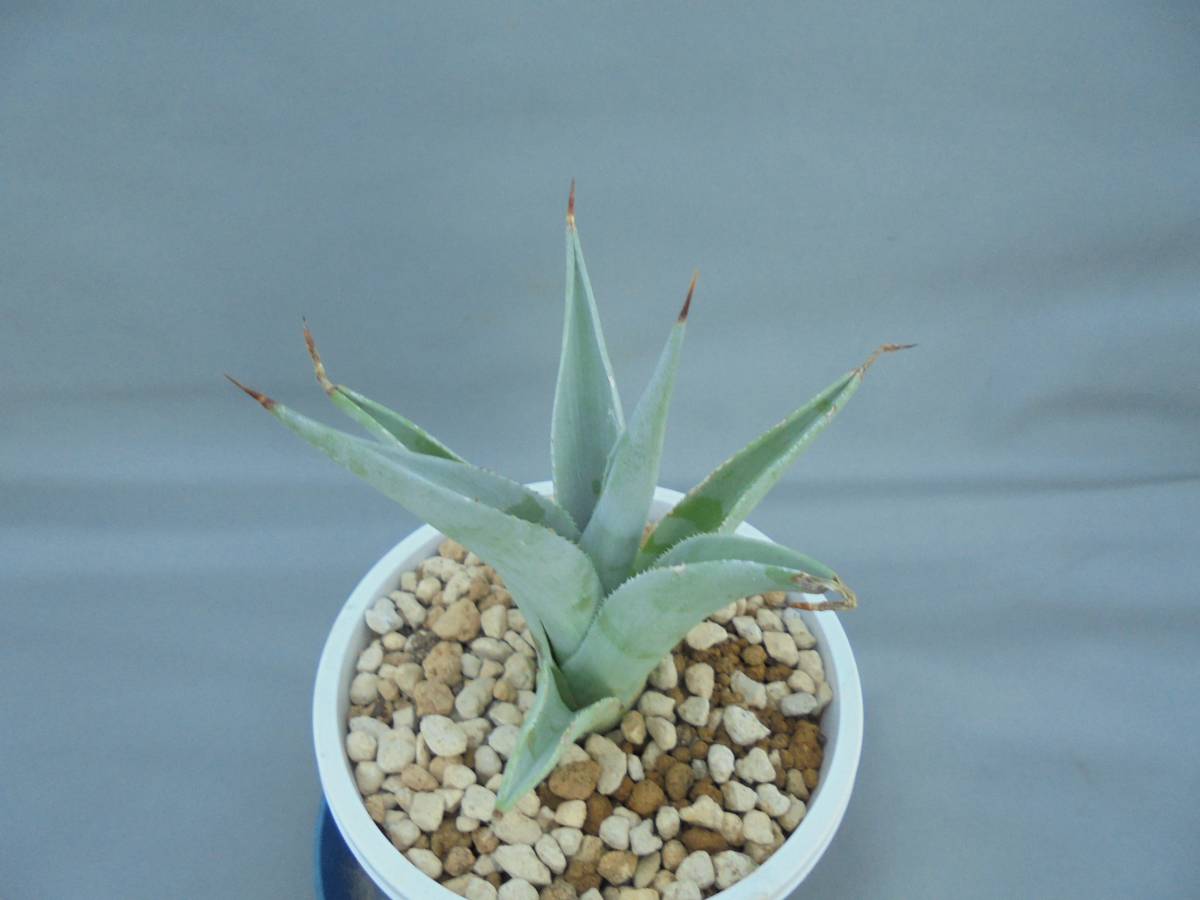 アガベ セバスティアーナ シルバー ライニング アガベ 売買されたオークション情報 Yahooの商品情報をアーカイブ公開 オークファン Aucfan Com