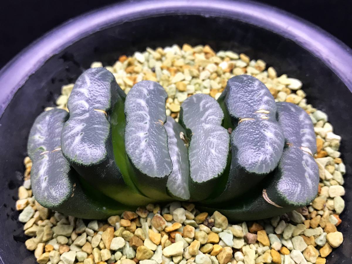多肉植物　ハオルチア　玉扇　福屋玉扇　FST-2　