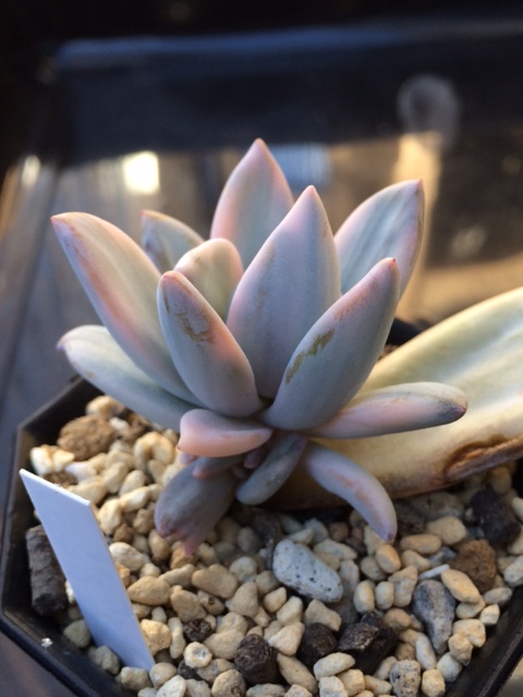 多肉植物　エケベリア　パウダーパフ　錦　葉刺し苗_2