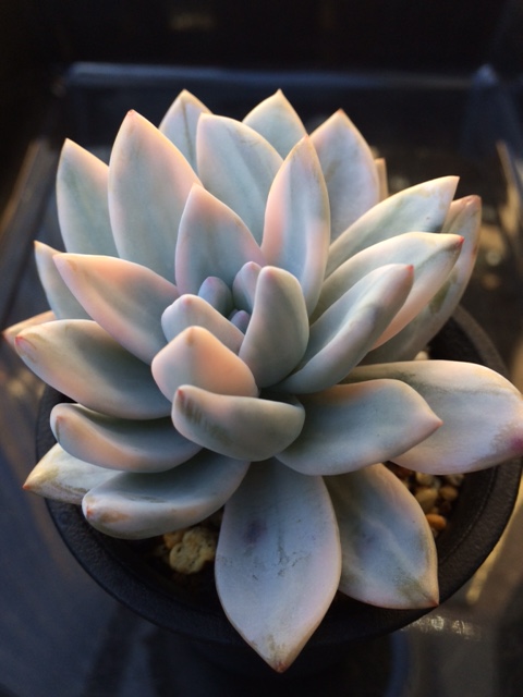 多肉植物　エケベリア　パウダーパフ　錦　葉刺し苗_3