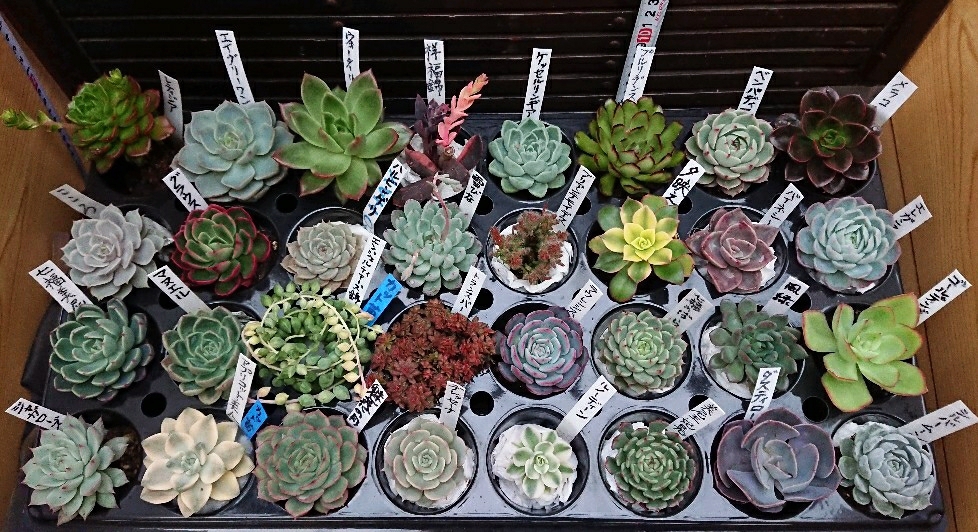 多肉植物☆32種セット☆エケベリア多数☆レア種有り☆祥福錦、アプリコット美人、エンジェルティアーズ錦、ルノーディーン等