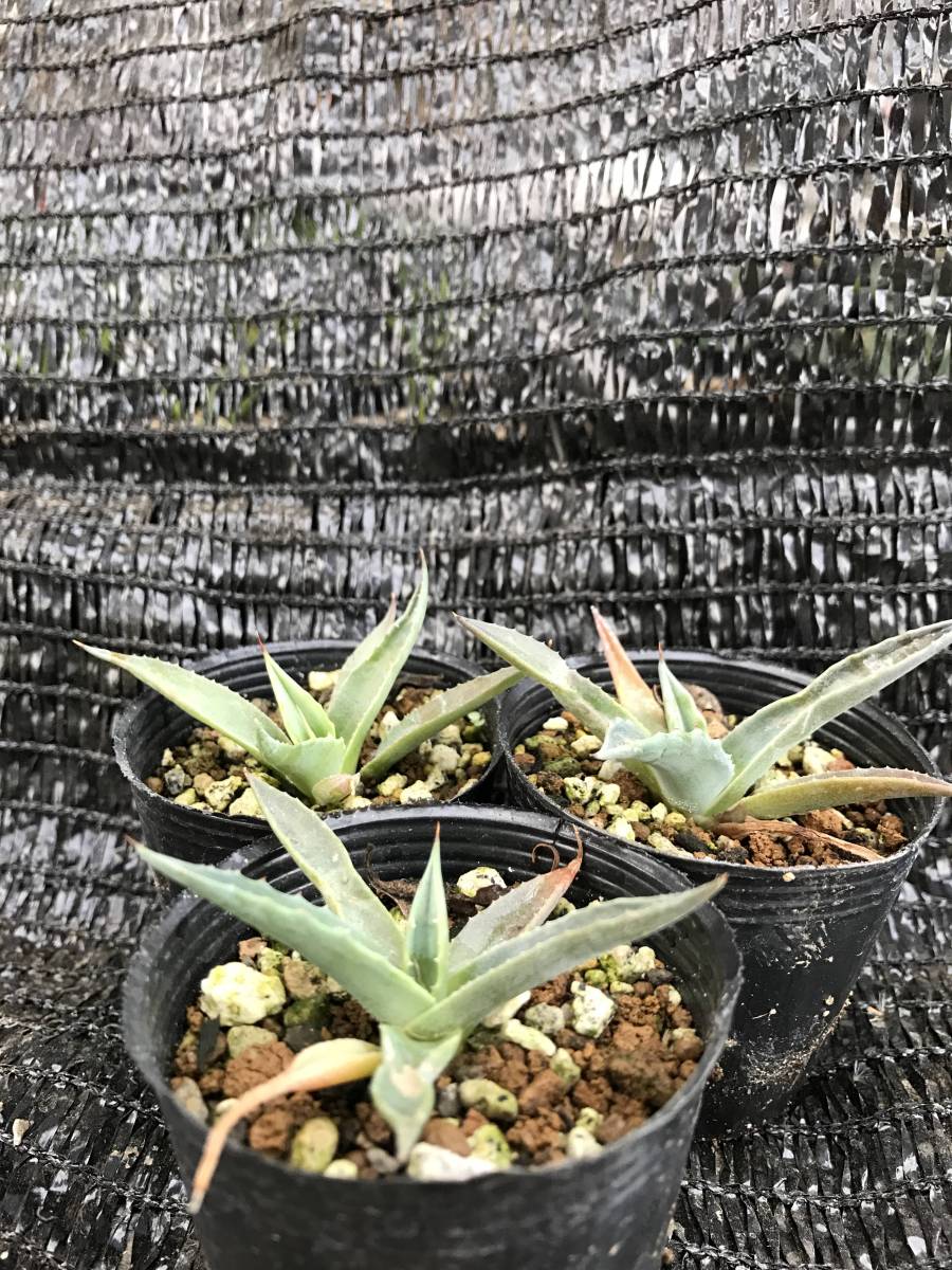 アガベ モンタナ 大株 【公式通販】