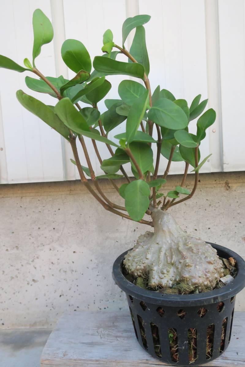 （◎＿◎；）★Hydnophytum formicarum★★アリノスダマ★★A★★★★