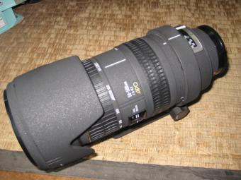 シグマ ソニー用 50-500mm F4-6.3 APO ズームレンズ 【公式通販】
