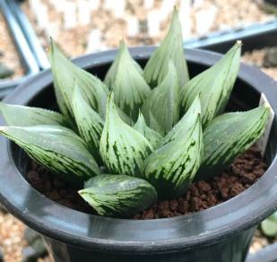 ◇多肉植物◇ハオルチア◇ナイルの一滴 花、園芸 観葉植物 【公式通販】