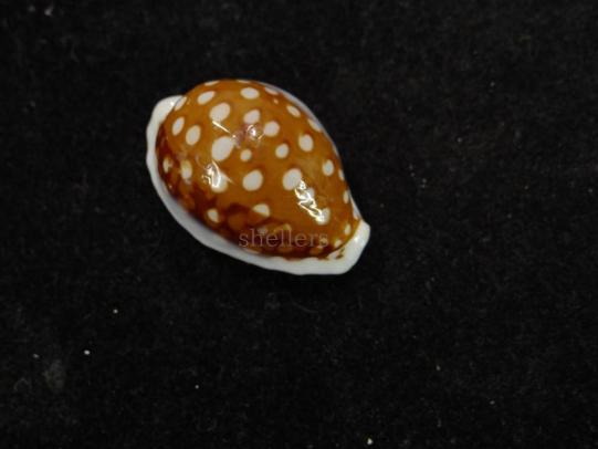 f289112097.1