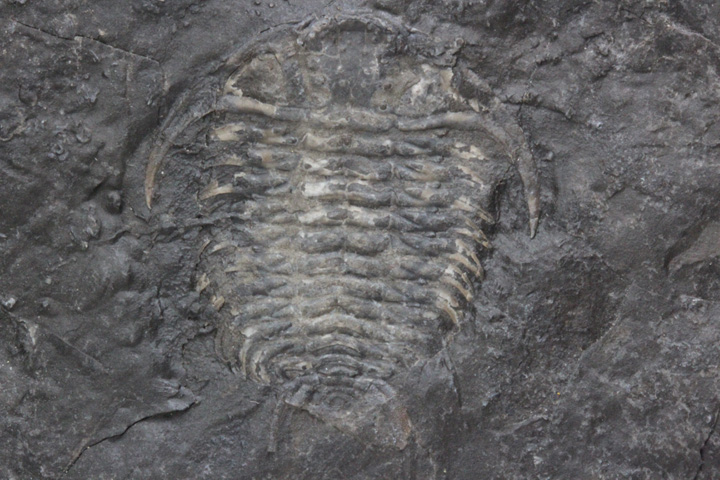 化石 三葉虫 GFM 北米を代表するカナダ・オンタリオ産の三葉虫