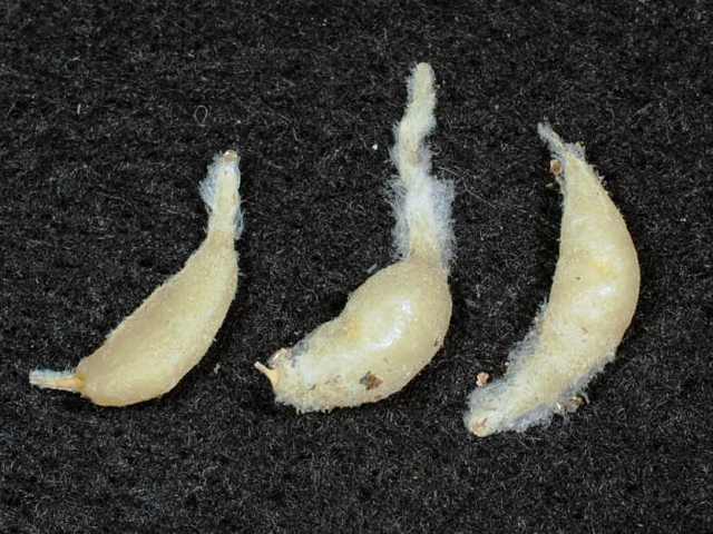 多肉植物　球根　トラキアンドラ　トルチリス　３球