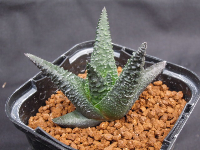 ◇ ハオルチア T.pumila × H.sordida 実生 ◇ 多肉植物 樹冠 【公式通販】