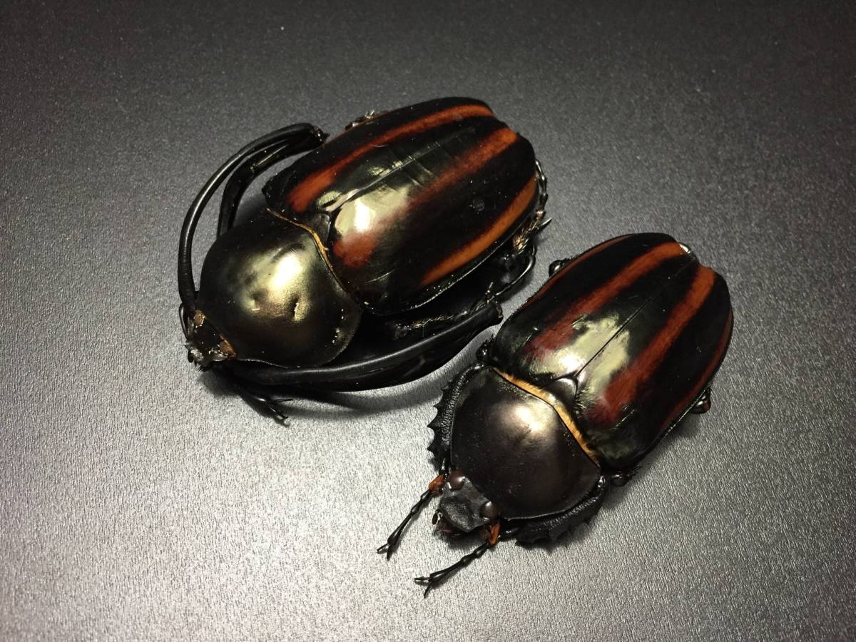 セスジドウナガテナガコガネ 手長黄金最高峰セスジドウナガ