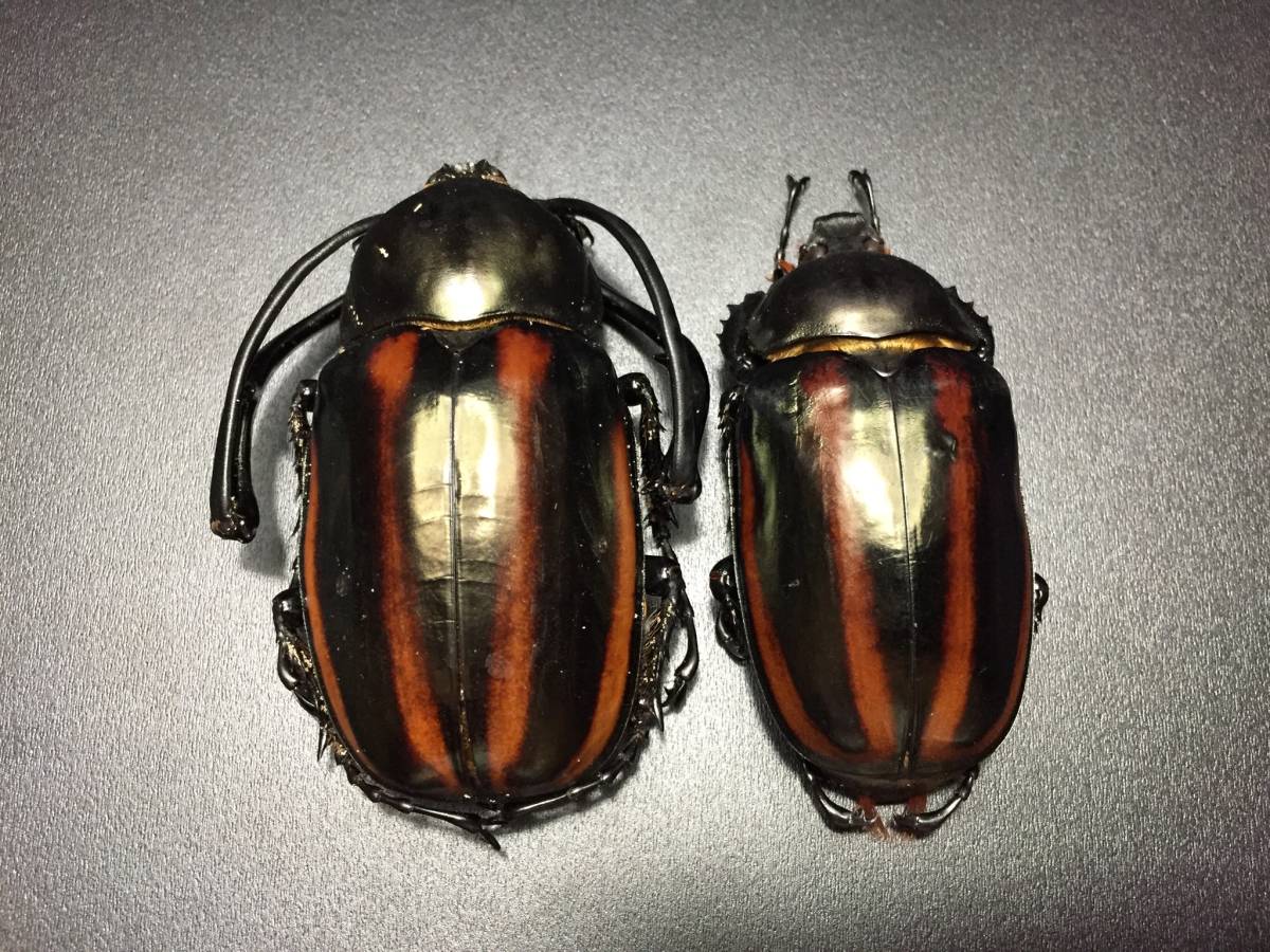 セスジドウナガテナガコガネ 手長黄金最高峰セスジドウナガ