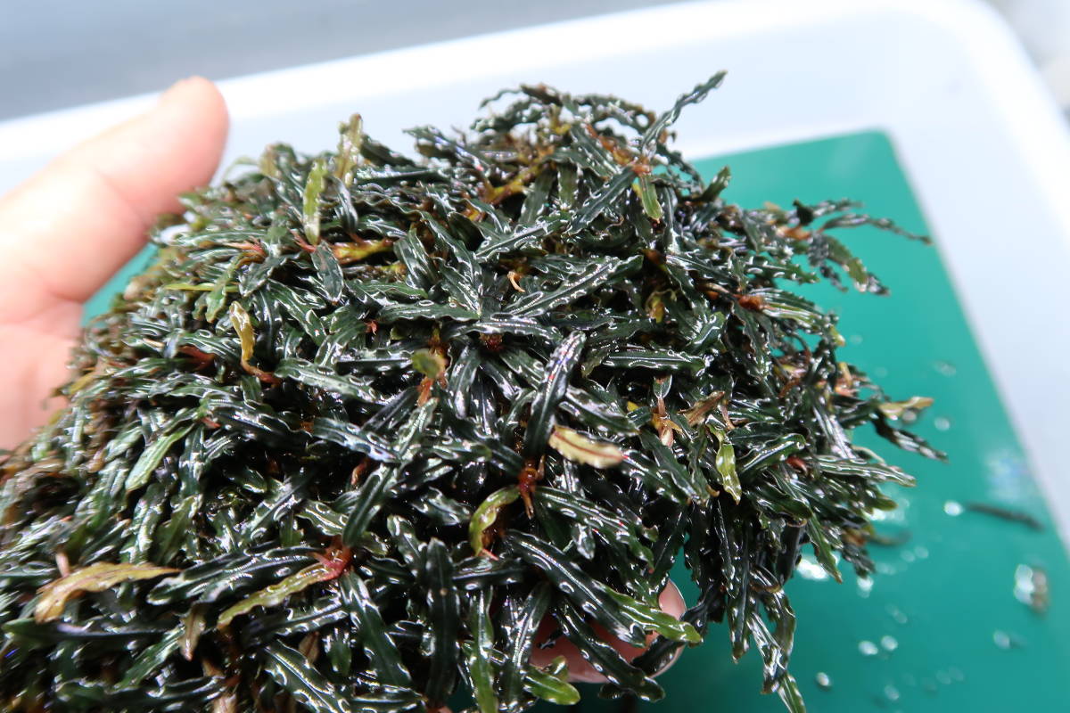 人気小型種 ぎっしり密生】№.60 ブセファランドラ sp．“mini belindae