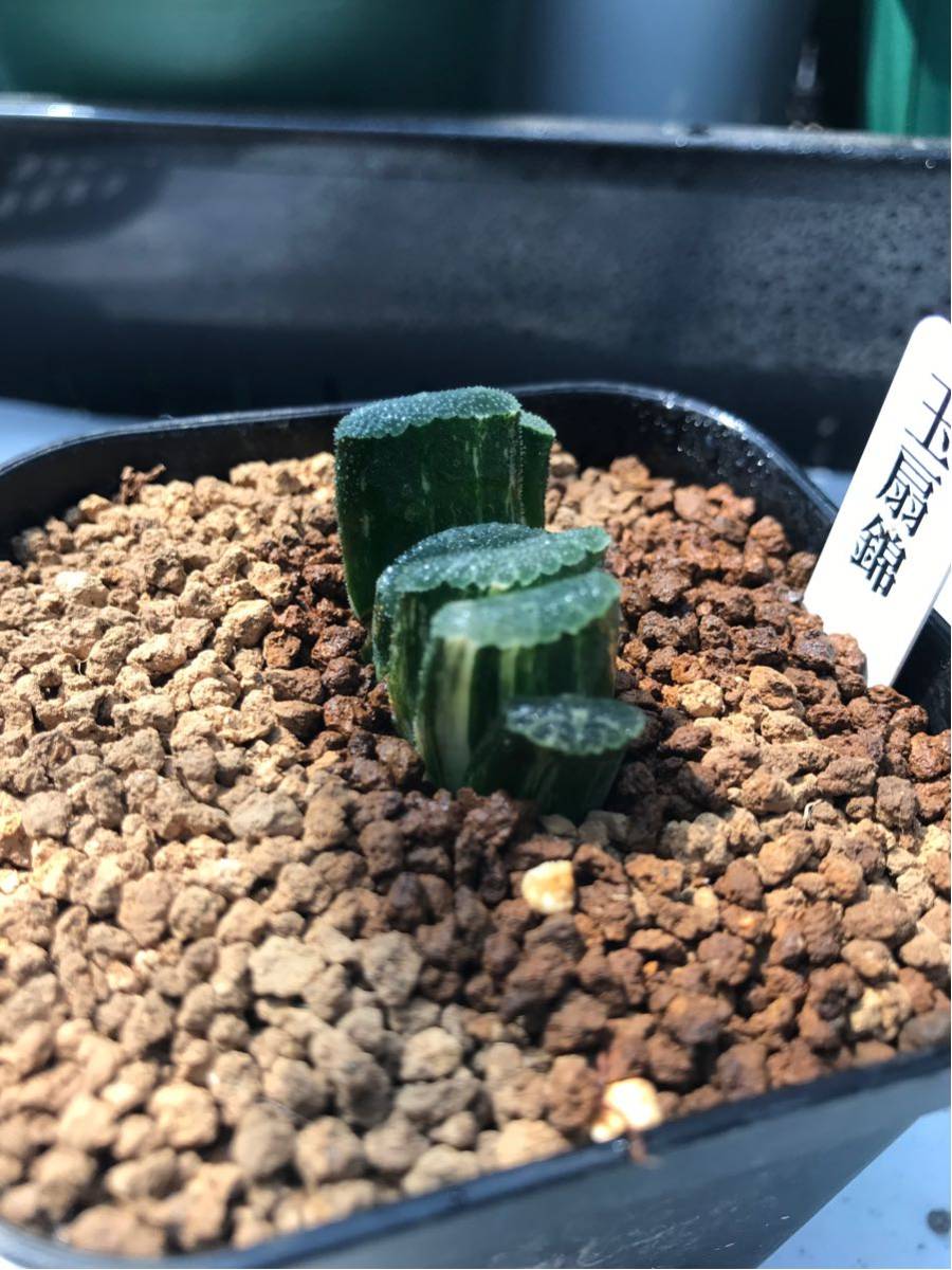 ハオルチア （≧∇≦）多肉植物 ハオルチア ラブハート ラブハート錦