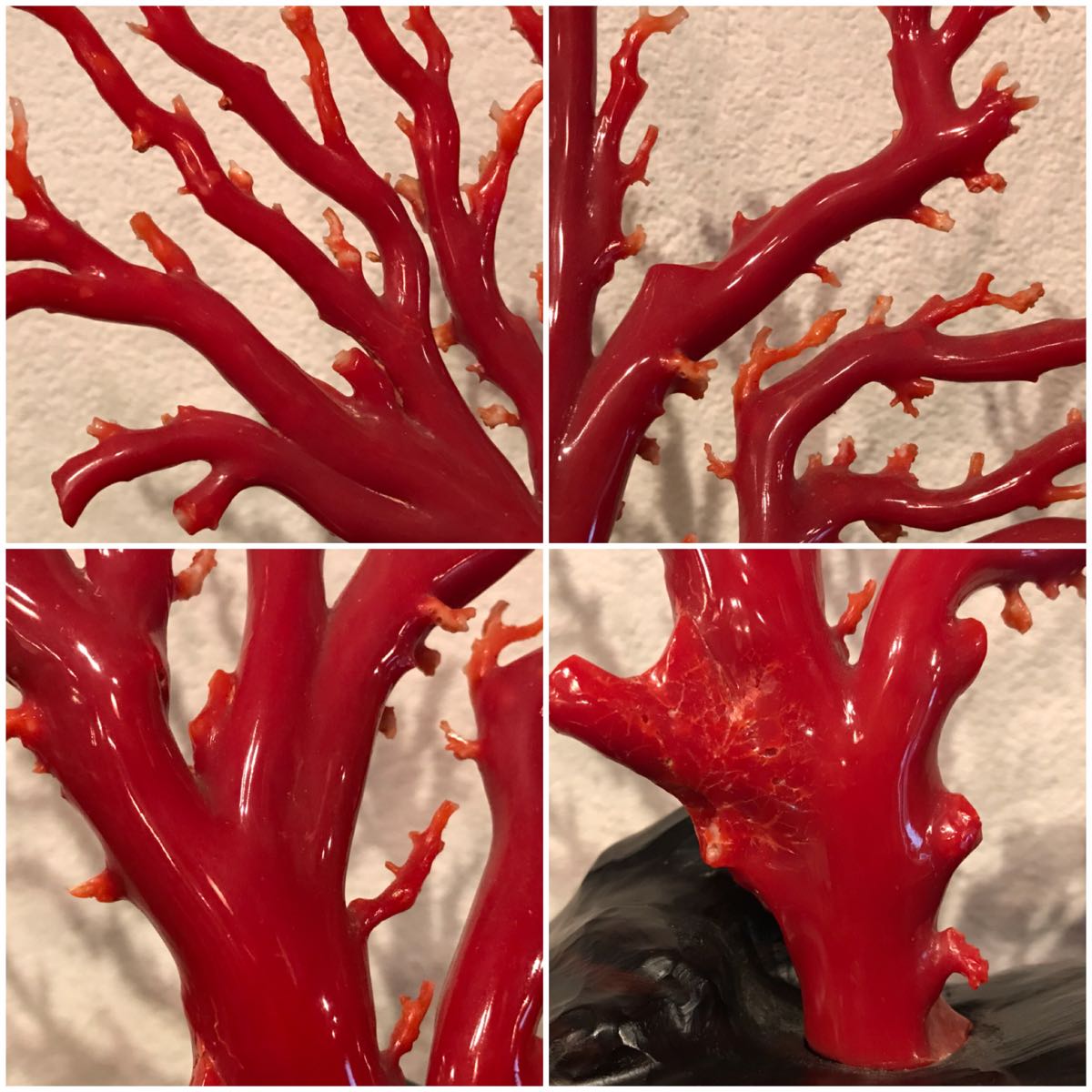 天然 血赤珊瑚 原木 枝珊瑚 木製台付 置物 珊瑚本体H24cm 267g(東洋