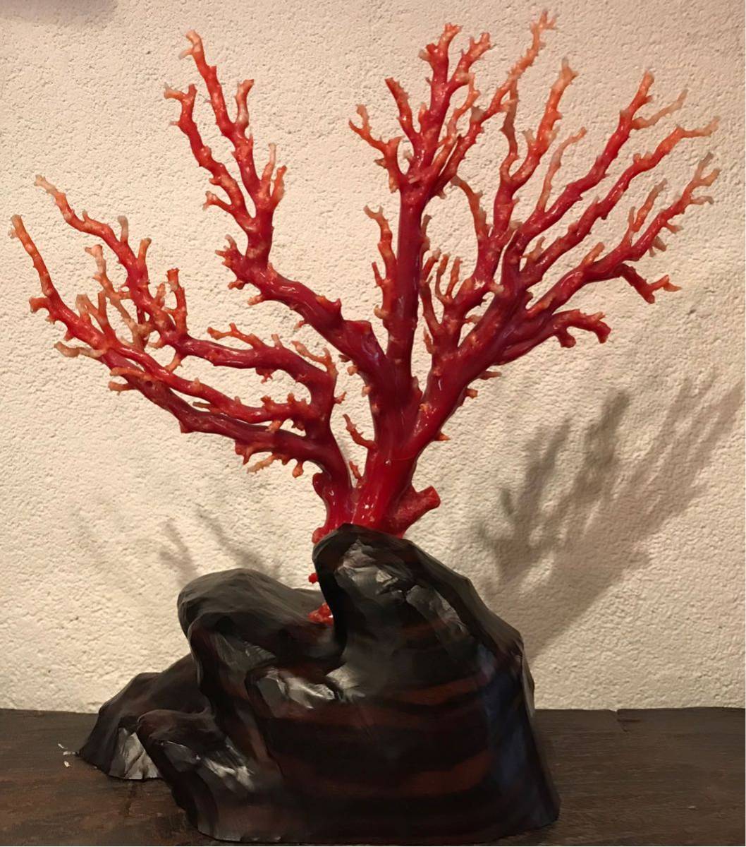天然 血赤珊瑚 原木 枝珊瑚 木製台付 置物 珊瑚本体H24cm 267g(東洋