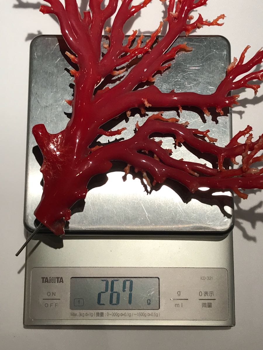 天然 血赤珊瑚 原木 枝珊瑚 木製台付 置物 珊瑚本体H24cm 267g(東洋