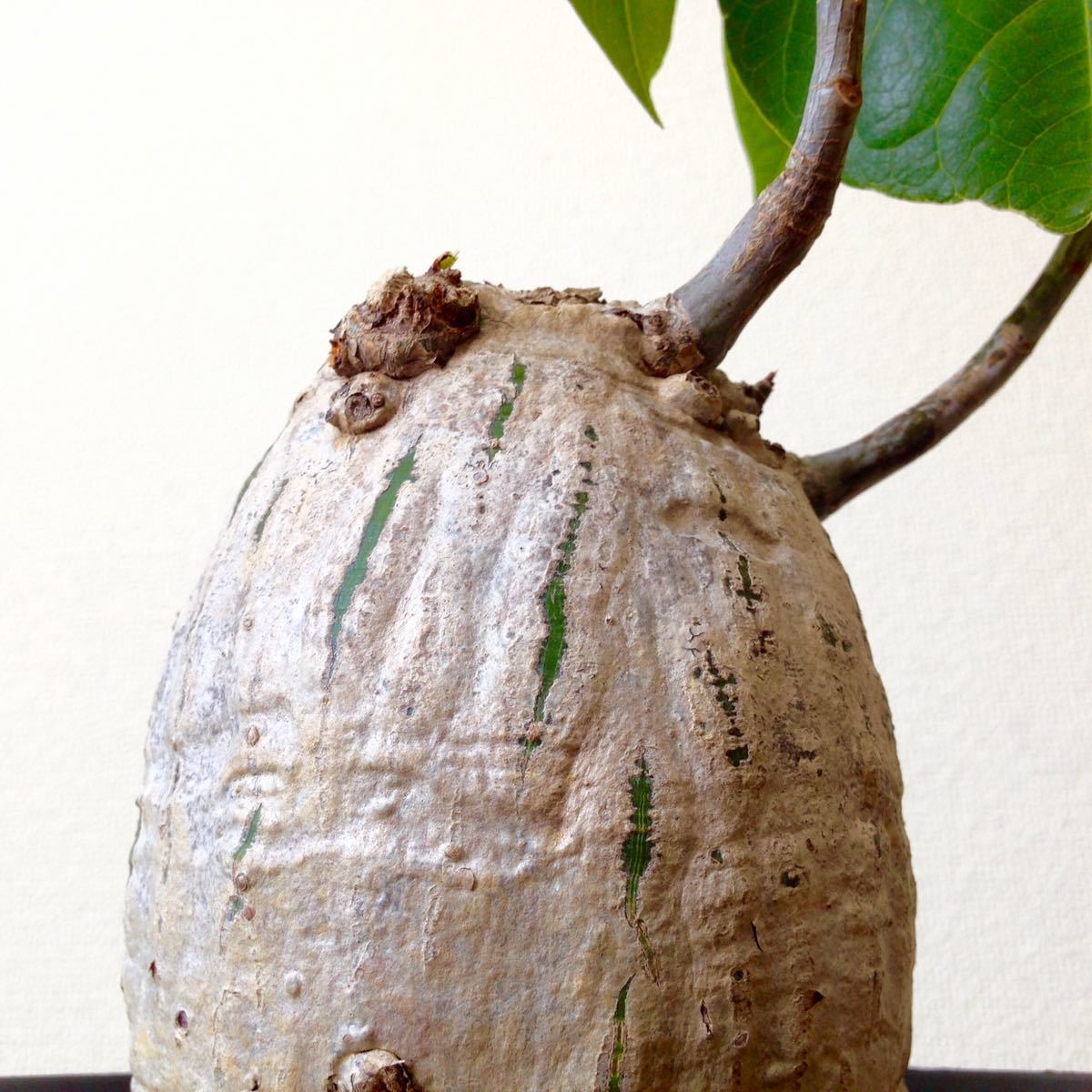 プセウド ボンバックス 良型 発根済み / コーデックス 塊根