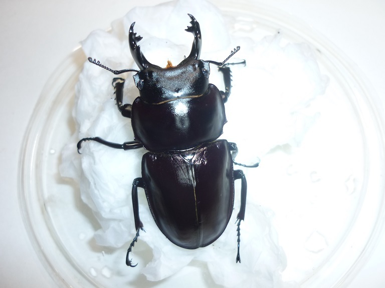 ◎ヤエヤママルバネクワガタ石垣島三令幼虫5頭セット◎その1 【公式通販】