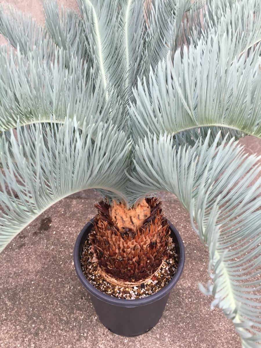 ②サイカス・カイルンシアナ Cycas cairnsiana 美形 Yahoo!オークション - ・WPJ・極美 Cycas cairnsiana サイカス カイル