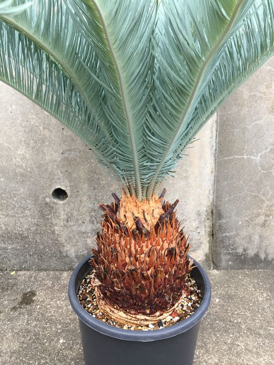 美形大株 サイカス カイルンシアナ 国内展開葉 Cycas cairnsiana