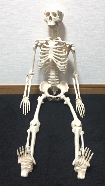 セール，豊富な 医療模型 骸骨の模型 関節可動式 ポージング人形 髑髏 ハロウィン インテリア ホラーグッズ(雑貨)｜売買されたオークション情報、yahooの商品情報をアーカイブ公開 - オークファン その他