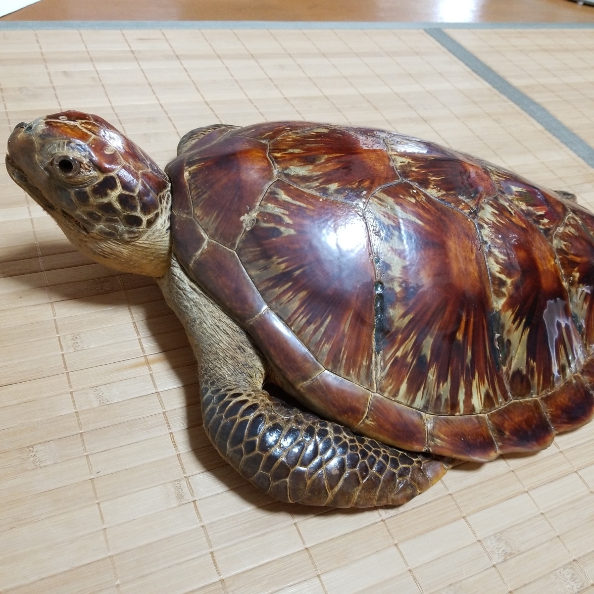 ウミガメ海亀タイマイ剥製⭐︎国際希少野生動植物種登録票あり