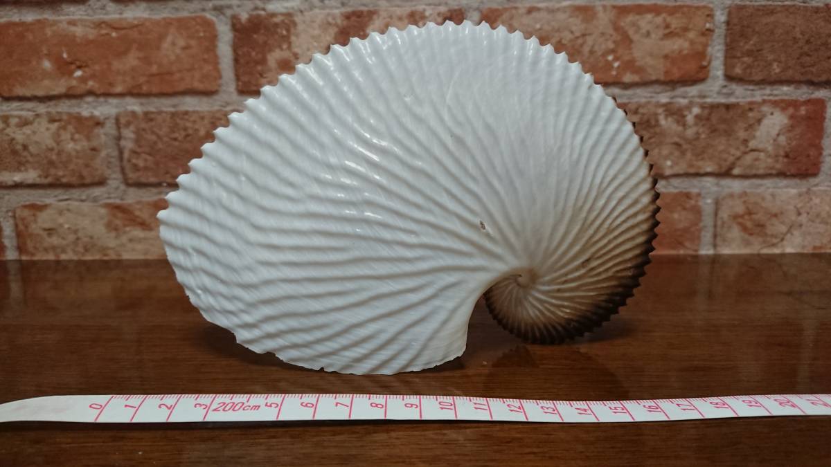 ☆18.5cm☆超巨大アオイガイ☆標本☆コレクションに！