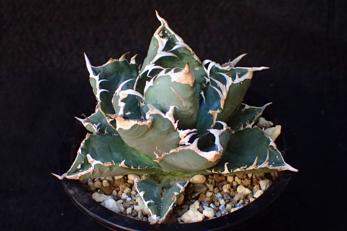特選抜 Agave titanota FO-076 白棘幅広 巻き最高 裏棘 / 多肉植物アガベチタノータ サボテン チタノタ