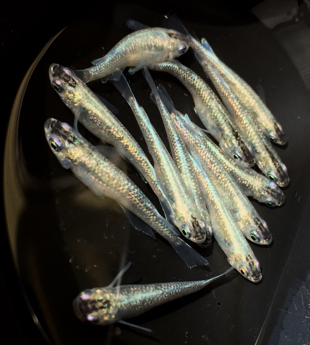 清風メダカ ピンクゴールドラメ 5ペア A めだか 売買されたオークション情報 Yahooの商品情報をアーカイブ公開 オークファン Aucfan Com