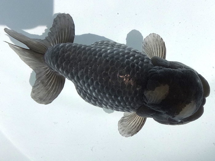 【遠州金魚】　　羽衣らんちゅう　　弐歳　　15ｃｍ　　雌　　1