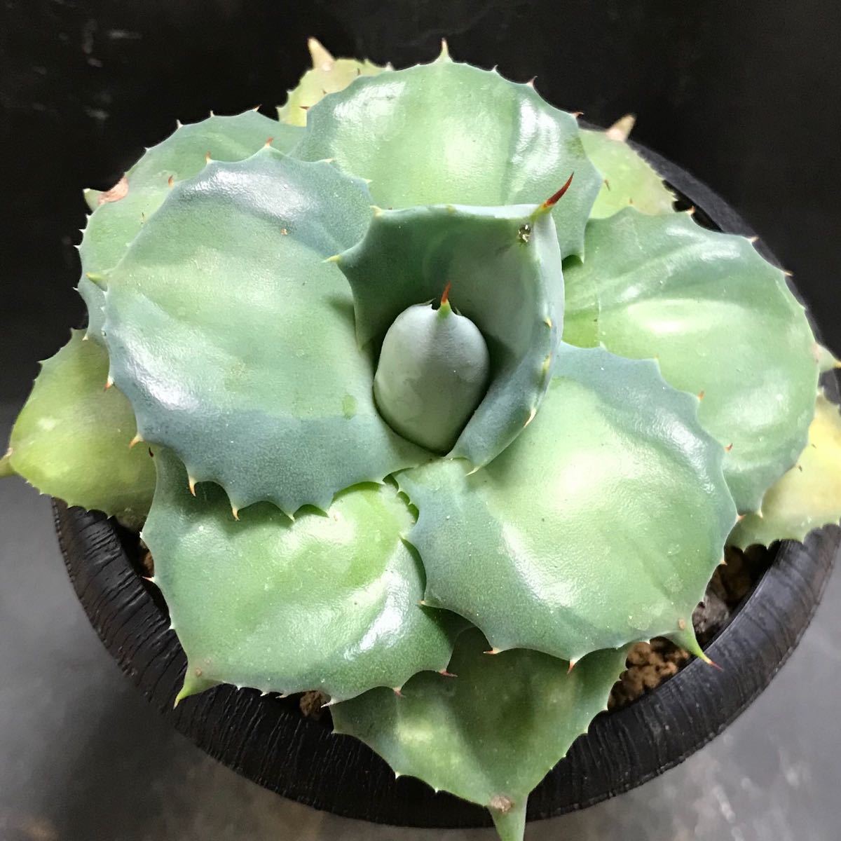 多肉植物 ハオルチア 王妃雷神白中薄斑 極上苗 【公式通販】