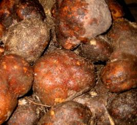 ★見切り！大玉も！特産つくね芋◎５ｋｇ料理レシピ付★