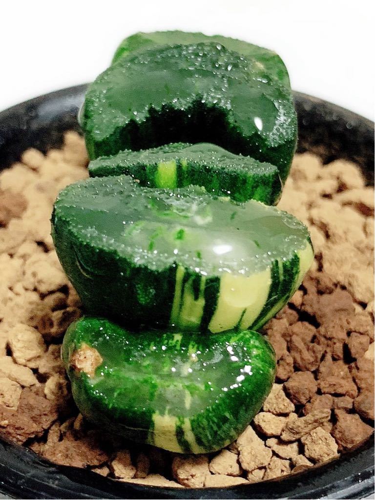 ハオルチア 玉扇錦 多肉植物 ハオルチア 玉扇錦 極上斑入り ハオルチア 玉扇錦 多肉植物 ハオルチア 玉扇錦 極上斑入り