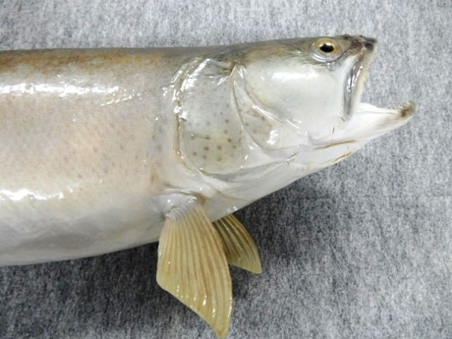 幻の魚 希少 イトウ 淡水魚 川魚 剥製 標本 81.5センチ サケ科 釣り 