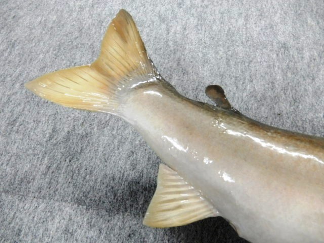 幻の魚 希少 イトウ 淡水魚 川魚 剥製 標本 81.5センチ サケ科 釣り 