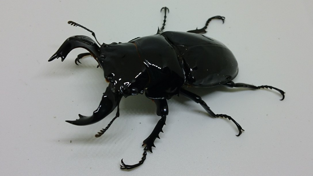 タランドゥス　新成虫ペア　♂76.7ミリ　♀50.8ミリ