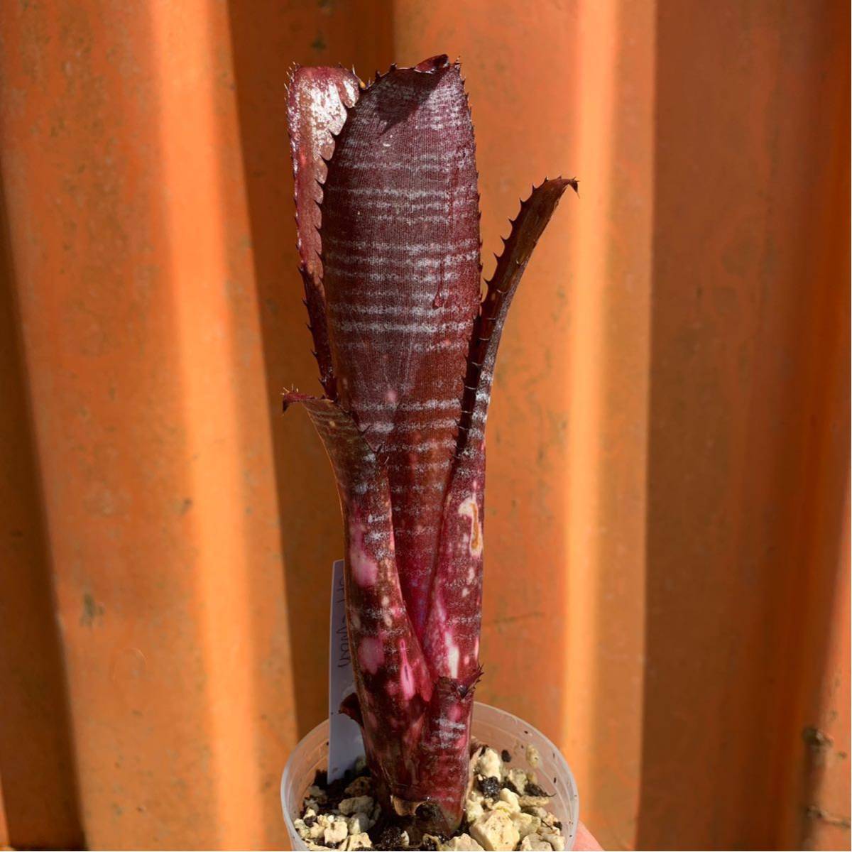 李朝　水滴　青磁　青磁桜花型梅花紋水滴 李朝 水滴 青磁 青磁桜花型梅花紋水滴 李朝 白磁青花鉄砂瓜形水滴 | 入