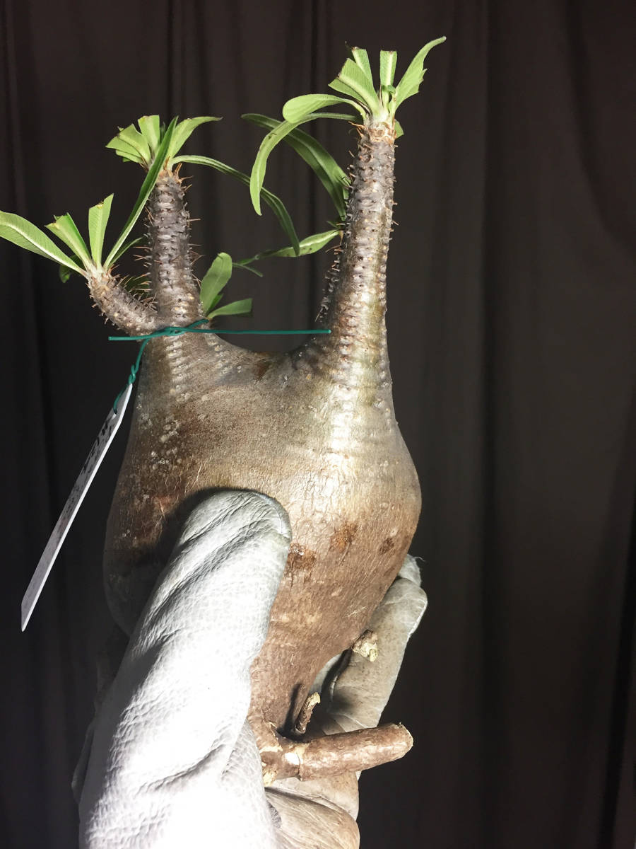 抜き苗 #124 パキポディウム グラキリス Pachypodium rosulatum var