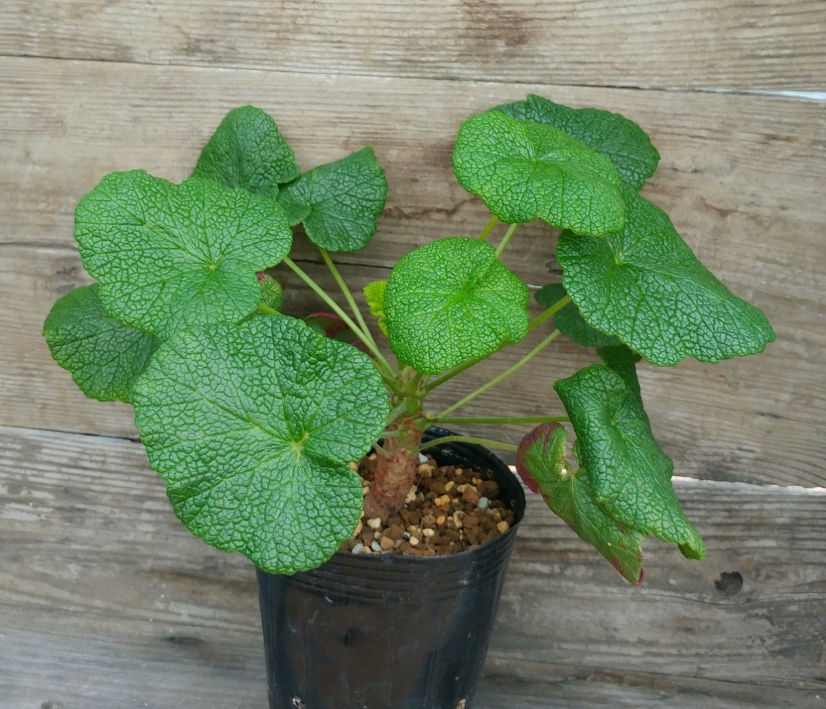ペラルゴニウム Yahoo!オークション コチレドニス実生苗(Pelargonium
