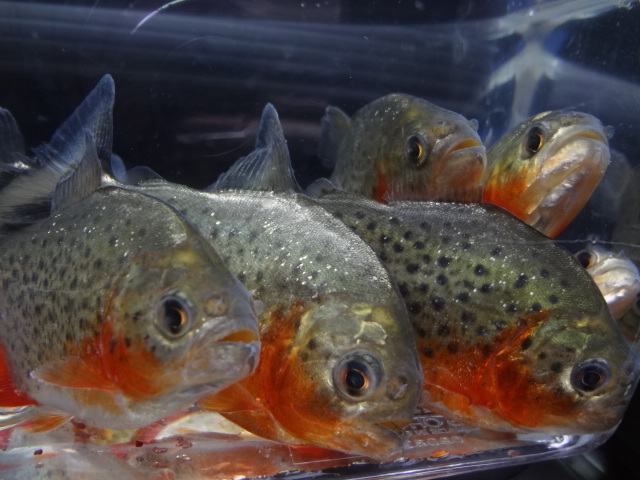 ピラニア ナッテリー ワイルド ナナイ河産 3匹セット 梱包無料 5cm前後 牙魚 ピラニアナッテリー 淡水魚 売買されたオークション情報 Yahooの商品情報をアーカイブ公開 オークファン Aucfan Com