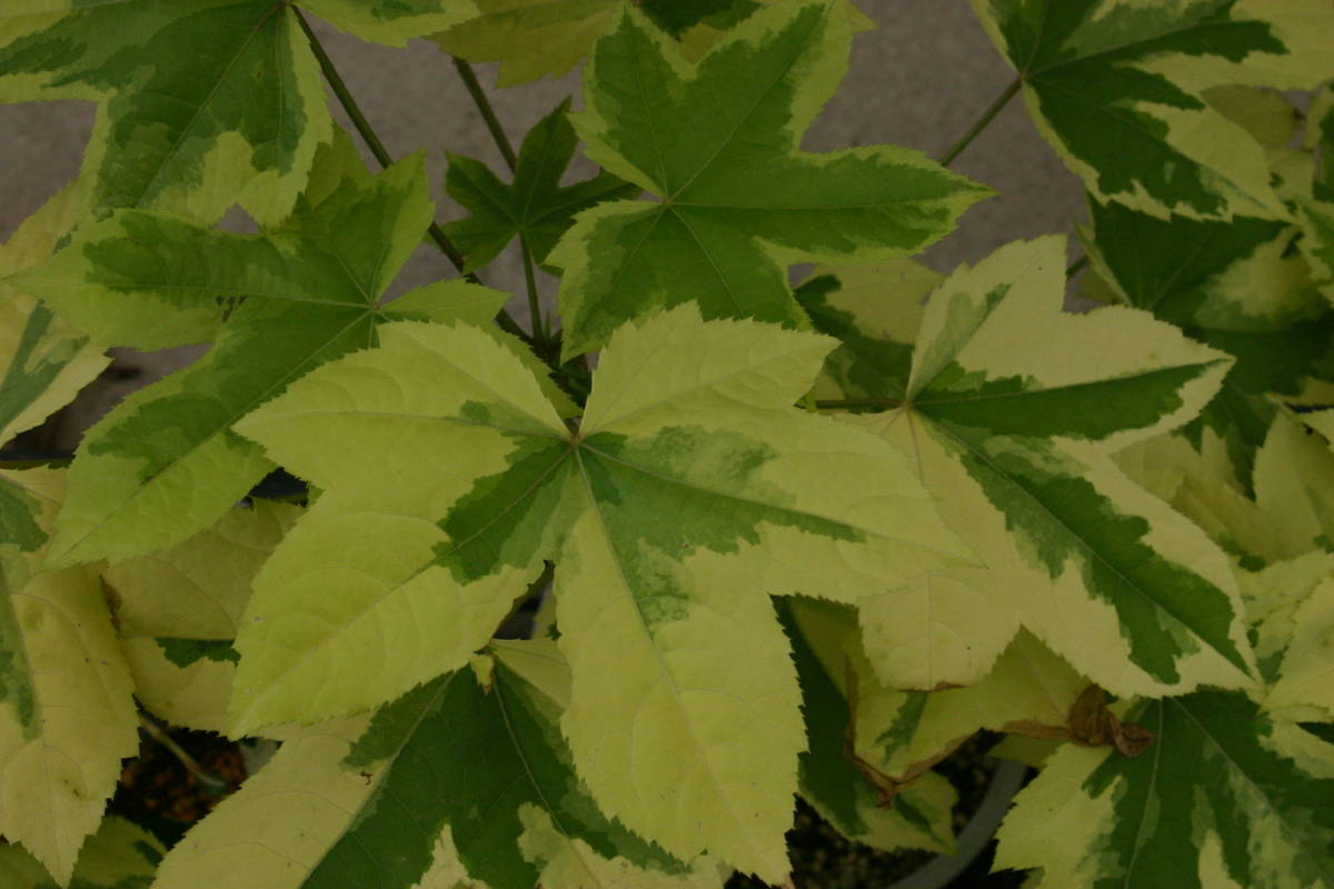 デジモンアドベンチャー デジタルモンスター 家庭菜園 簡単取付 再利用 201508│アイリスオーヤマ公式 黄覆輪ハリギリ、接木２年、草丈３０ｃｍ １３，５ｃｍ鉢作り込み