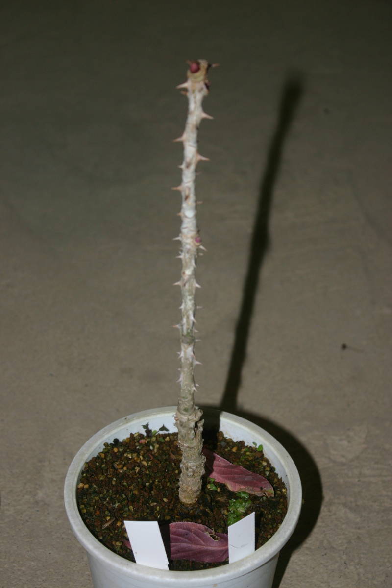 デジモンアドベンチャー デジタルモンスター 家庭菜園 簡単取付 再利用 201508│アイリスオーヤマ公式 黄覆輪ハリギリ、接木２年、草丈３０ｃｍ １３，５ｃｍ鉢作り込み