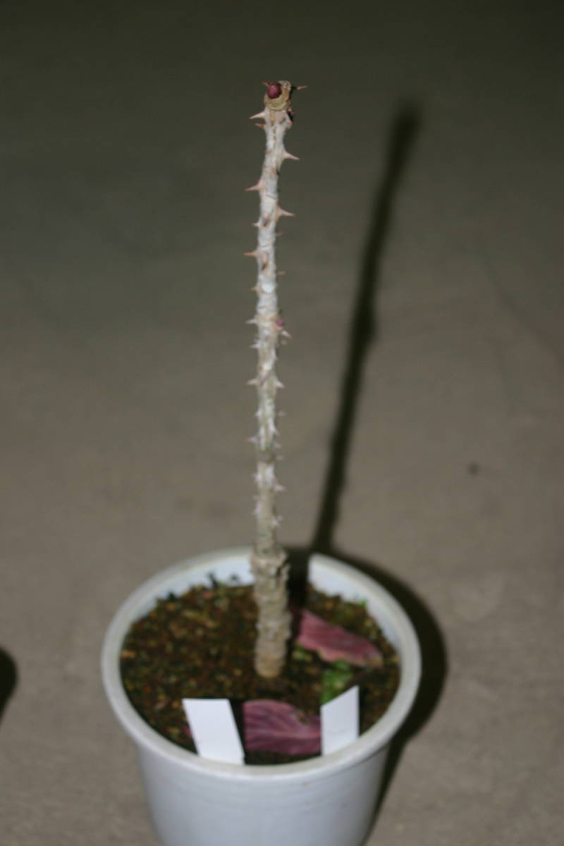 デジモンアドベンチャー デジタルモンスター 家庭菜園 簡単取付 再利用 201508│アイリスオーヤマ公式 黄覆輪ハリギリ、接木２年、草丈３０ｃｍ １３，５ｃｍ鉢作り込み