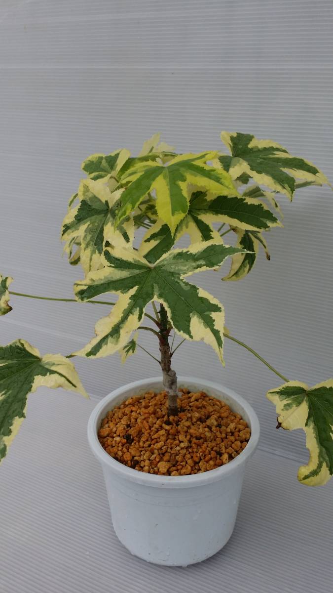 デジモンアドベンチャー デジタルモンスター 家庭菜園 簡単取付 再利用 201508│アイリスオーヤマ公式 黄覆輪ハリギリ、接木２年、草丈３０ｃｍ １３，５ｃｍ鉢作り込み