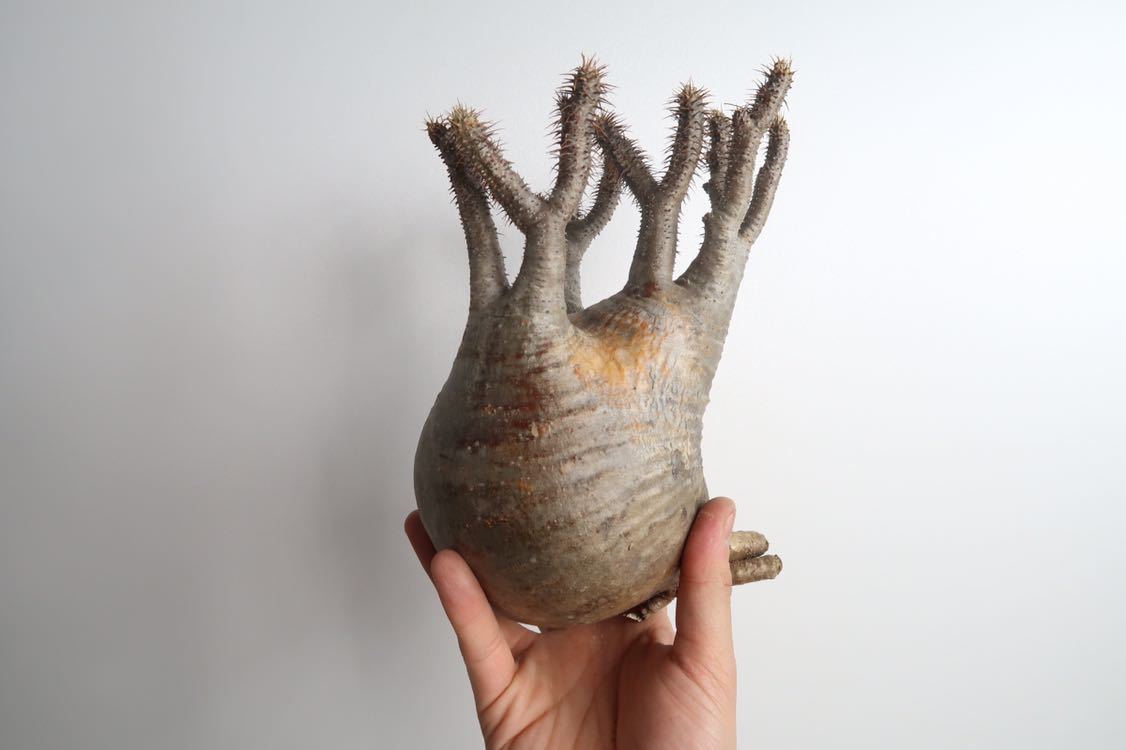 花、園芸 | tucsonmountainstables.com